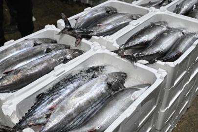 Yılbaşından bu yana 500 ton torik avlandı