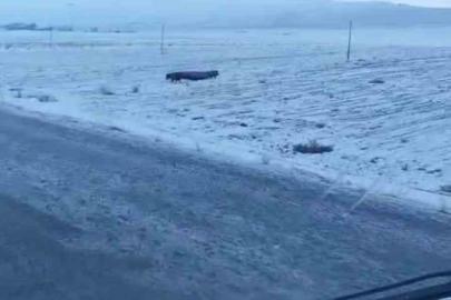 Adilcevaz’da domuz sürüsü görüntülendi