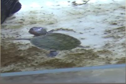 Bursa’da kaçak su kaplumbağası operasyonu