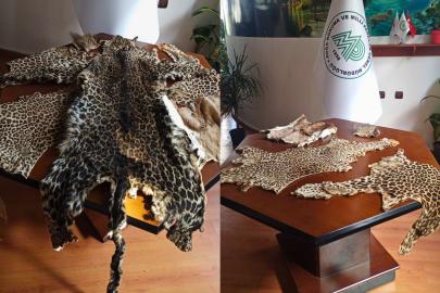 Çukurova Havalimanı’nda yasa dışı yaban hayvanı ürünleri ele geçirildi