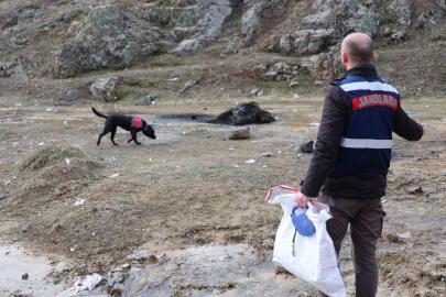 Jandarmanın iz takip köpeği "Salkım" kayıp şahıs için sahada