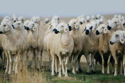"Kırsalda bereket küçükbaşa destek" projesi başlıyor