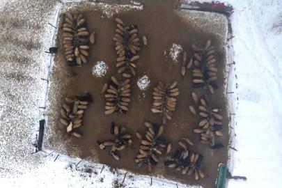 Muş’ta devlet desteğiyle hayvan sayısı arttı