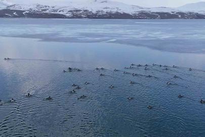 Nazik Gölü’nde buzlar çözüldü, ördeklerin dansı hayran bıraktı