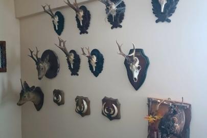 Tekirdağ’da bir evde 40 parça tahnit ve trofe ele geçirildi