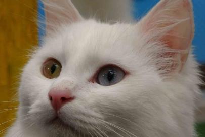 Van kedileri yılda üç kez kızgınlık dönemine giriyor