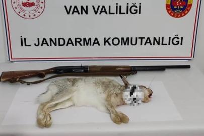 Van’da izinsiz yaban tavşanı avlayan kişi suçüstü yakalandı