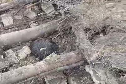 Başkale’de ahır çöktü: 20 küçükbaş hayvan göçük altında kaldı