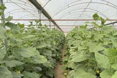 Batman'da sera üretimine nem uyarısı