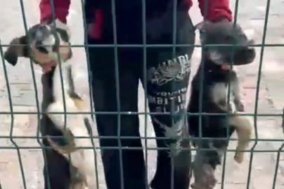 Bucak’taki hayvan barınağı iddialarına soruşturma