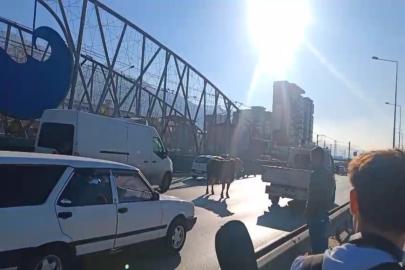 Bursa'da sahibinden kaçan boğa trafiği durdurdu