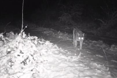 Erzincan’da yaban hayatı fotokapanla görüntüleniyor