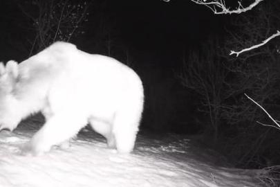 Fotokapana yansıyan yaban hayatı hareketliliği