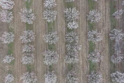 Iğdır’da kayısı ağaçları çiçek açtı, ova beyaza büründü