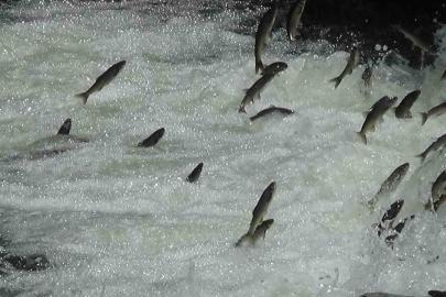 İnci kefalleri Van İl Jandarma Komutanlığı’na emanet