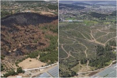 İzmir’de yangın bölgesinde doğal gençleştirme tamamlandı