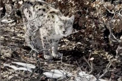 Köyün içerisine giren vaşak görüntülendi