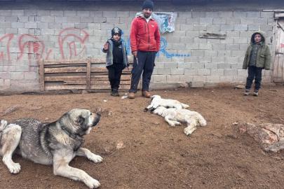 Kuzular belirti göstermeden bir anda telef oluyor