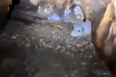 Nesli tehlikedeki Akdeniz foku yuvalarına ‘tur’ şikayeti