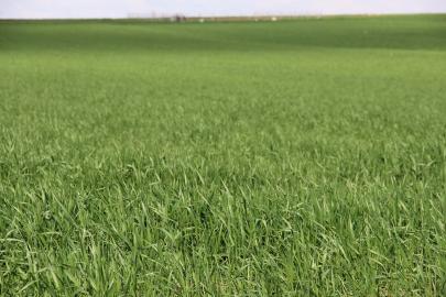 ZMO'dan çiftçilere kritik uyarı: Yağış sevindirdi, hastalık riski kapıda