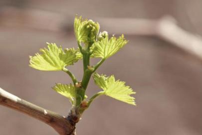 Batman'da çiftçilere "Çinko-Bor" uyarısı