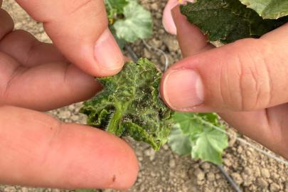 Batman'da sera üreticilerine hastalık ve zararlı uyarısı