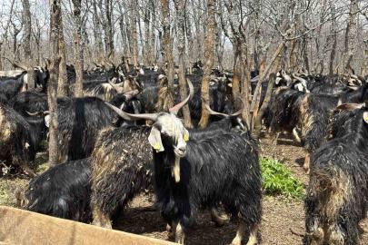 Bingöl’de soğuklar yaylaya çıkışı geciktirdi: Hayvanlar besiye alındı