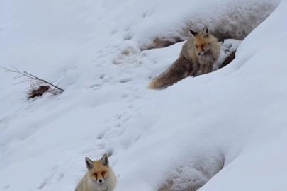 Bingöl’de yuvasında görüntülenen kızıl tilki mest etti