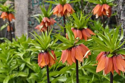 Bitlis’te açan ters laleler ziyaretçilerin ilgi odağı oldu