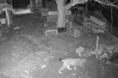 Elazığ’da evin etrafında yiyecek arayan vaşak kamerada