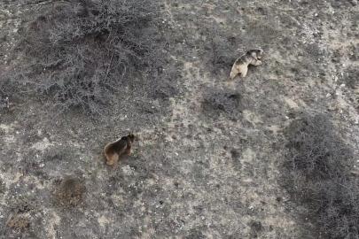 Erzincan’da kış uykusundan uyanan ayılar havadan görüntülendi