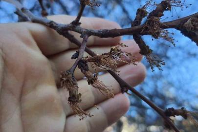 Erzincan’da soğuk şok: Kayısı çiçekleri karardı