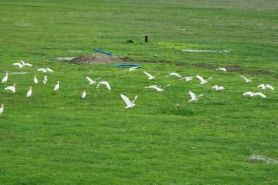Göçmen kuşlar Muş Ovası’nı süsledi