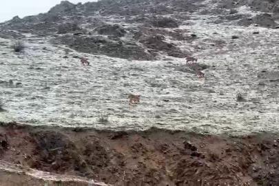 Hakkari yolunda dağ keçileri görüntülendi