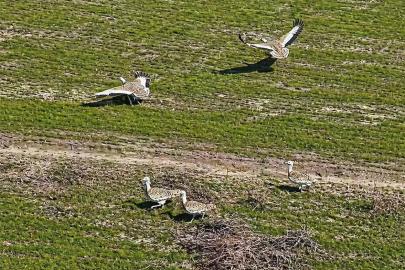 Havaların ısınmasıyla Muş’a toy kuşları gelmeye başladı