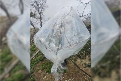 Kayısıda don tehlikesine karşı dikkat çeken önlem