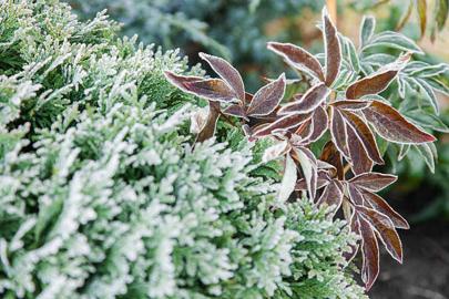 Konya ve çevresinde zirai don alarmı