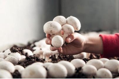 Korkuteli’de mantar yetiştiriciliği kursu