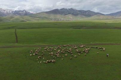 Meradaki koyunların yanına gelen sığırcık kuşları görsel şölen sundu