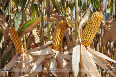 Mısır ithalatında tarife kontenjanı açıldı