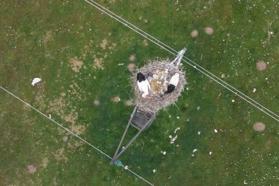 Muş Ovası’nda baharın habercisi leylekler kuluçkaya hazırlanıyor