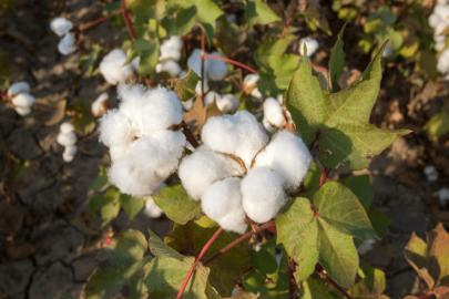 Pamukta genetik devrim: Bin yıllık süreç birkaç yıla indi