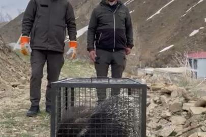 Tedavisi tamamlanan oklu kirpi doğaya salındı