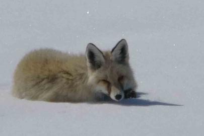 Tilki karla kaplı arazide dinlenirken görüntülendi