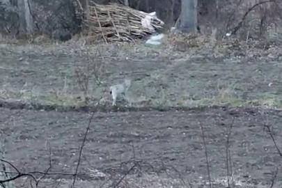 Tortum’da nesli tükenme tehlikesinde olan vaşak görüntülendi
