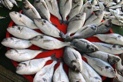 Van Gölü’nde inci kefali için av yasağı başladı