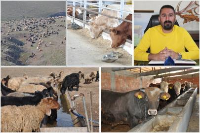 Veteriner Hekimden üreticilere kritik uyarı: İhmal büyük kayıplara yol açıyor