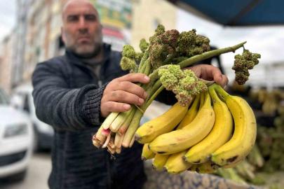 Yayla muzu uçkun tezgaha çıktı