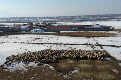 Yeni doğan kuzularla birlikte besicilerde tatlı telaş yaşanıyor