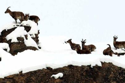 Zirvesi karla kaplı dağda gezinen dağ keçileri havadan görüntülendi